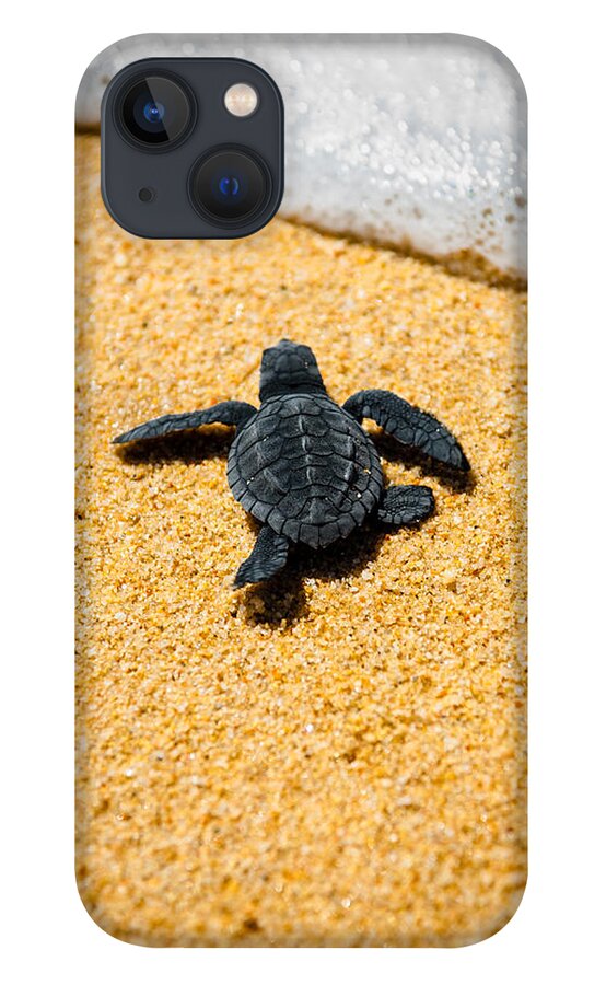 Baby Loggerhead iPhone 13 Case featuring the photograph Home by Sebastian Musial