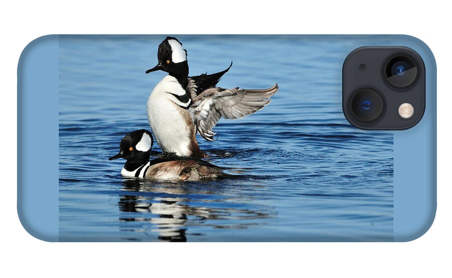  Hooded Merganser iPhone 13 Case featuring the photograph Hooded Mergansers by Bradford Martin