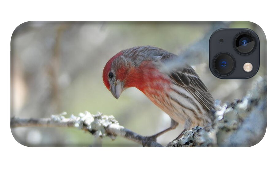 House Finch iPhone 13 Case featuring the photograph House Finch by Frank Madia