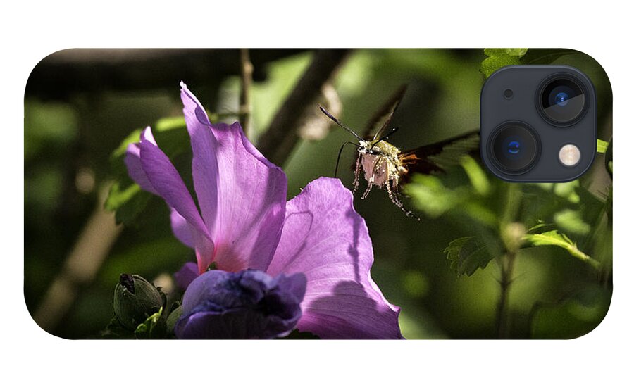 Hummingbird Moth iPhone 13 Case featuring the photograph Hummingbird Moth on Rose of Sharon by Michael Dougherty