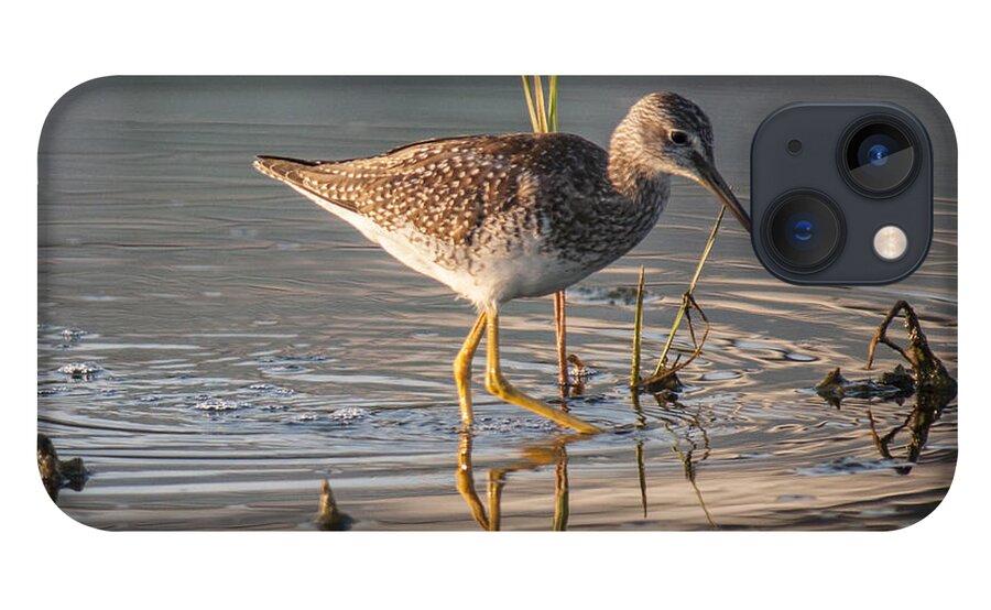 Lesser Yellowlegs iPhone 13 Case featuring the photograph Hunting by Cathy Kovarik