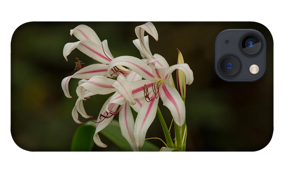 Swamp Lily iPhone 13 Case featuring the photograph Hybrid Swamp Lily by Doug McPherson