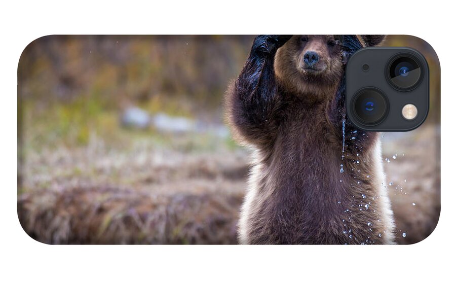 Bear iPhone 13 Case featuring the photograph I Can't Bear To Look by Kevin Dietrich