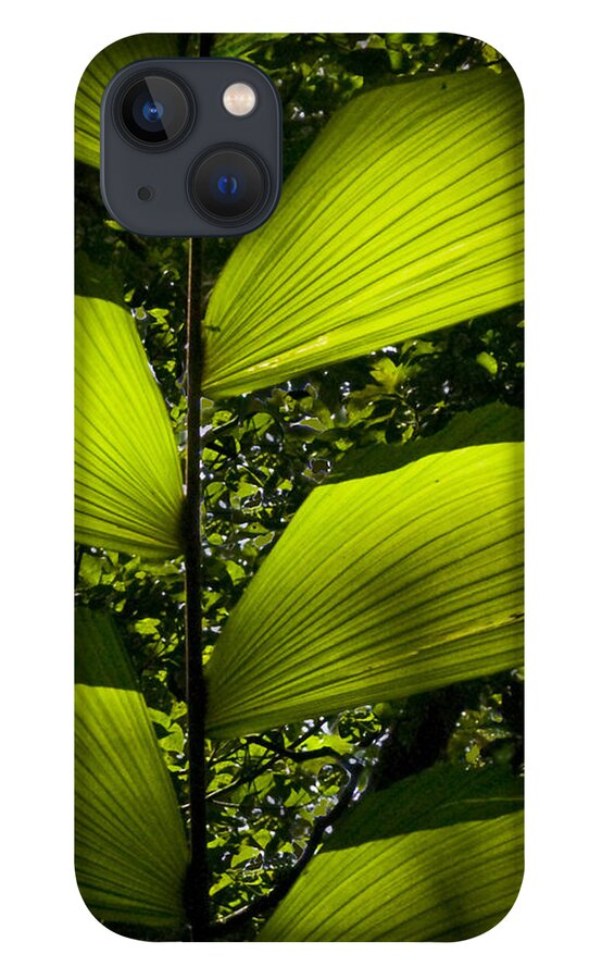 costa Rica Rainforest Jungle Leaves Light Shadows Greens iPhone 13 Case featuring the photograph Imprints of Light by Christopher Byrd