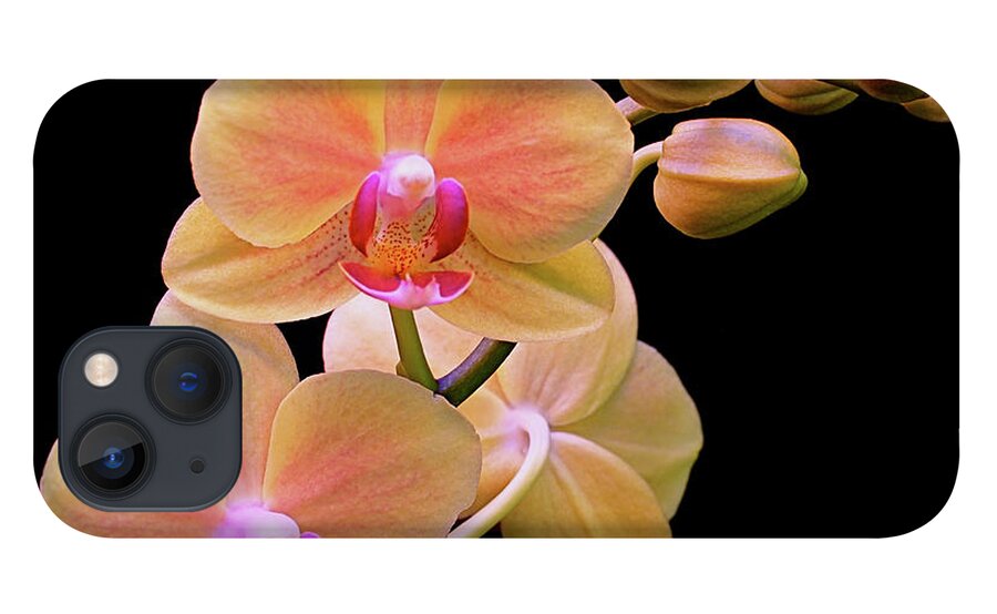 Orchid iPhone 13 Case featuring the photograph In Bloom by Rona Black