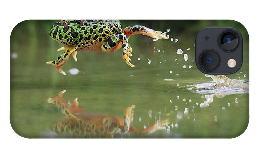 Grass iPhone 13 Case featuring the photograph Indonesia, Riau Islands, Frog Jumping by Shikheigoh