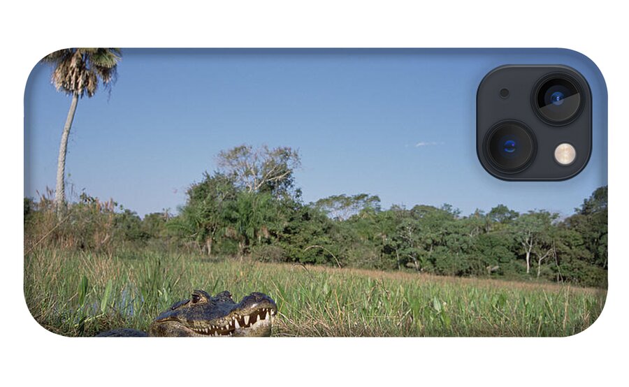 Feb0514 iPhone 13 Case featuring the photograph Jacare Caiman In Marshland Pantanal by Tui De Roy