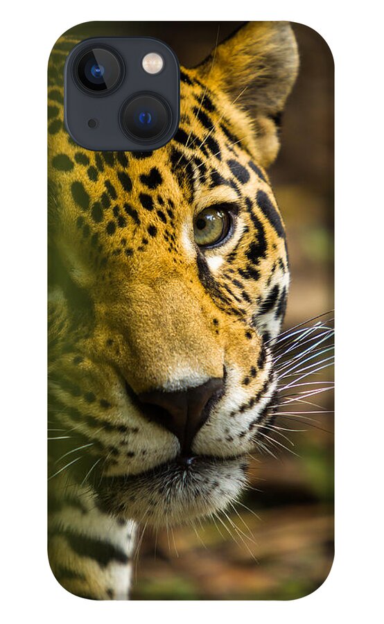 Jaguar iPhone 13 Case featuring the photograph Jaguar by Raul Rodriguez