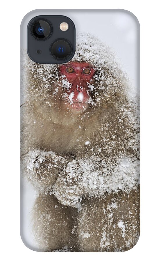 Thomas Marent iPhone 13 Case featuring the photograph Japanese Macaque In Winter Jigokudani by Thomas Marent