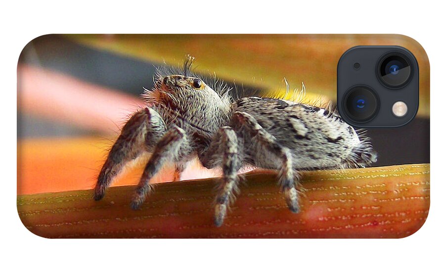 Duane Mccullough iPhone 13 Case featuring the photograph Jumper Spider by Duane McCullough