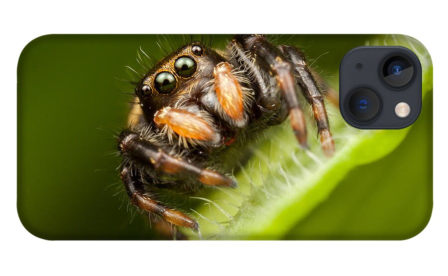 Clarence Holmes iPhone 13 Case featuring the photograph Jumping Spider Phidippus clarus I by Clarence Holmes