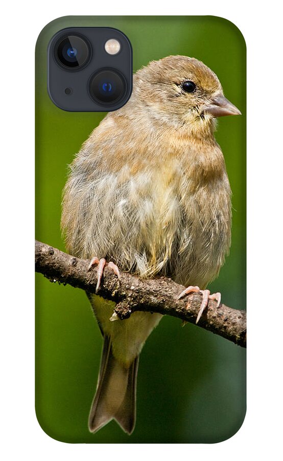 American Goldfinch iPhone 13 Case featuring the photograph Juvenile American Goldfinch by Jeff Goulden