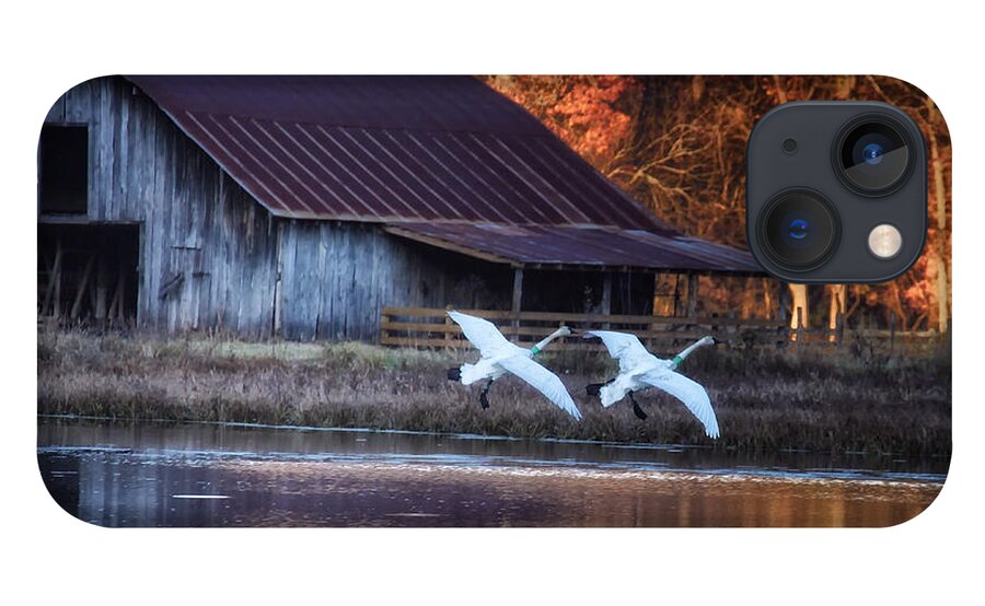 Trumpeter Swans iPhone 13 Case featuring the photograph Landing Trumpeter Swans Boxley Mill Pond by Michael Dougherty