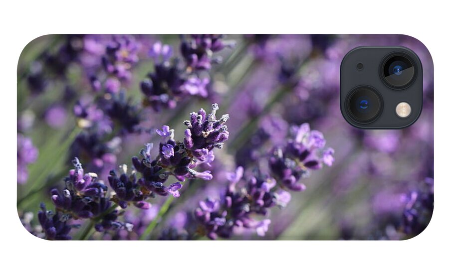 Closeup iPhone 13 Case featuring the photograph Lavender by Amanda Mohler