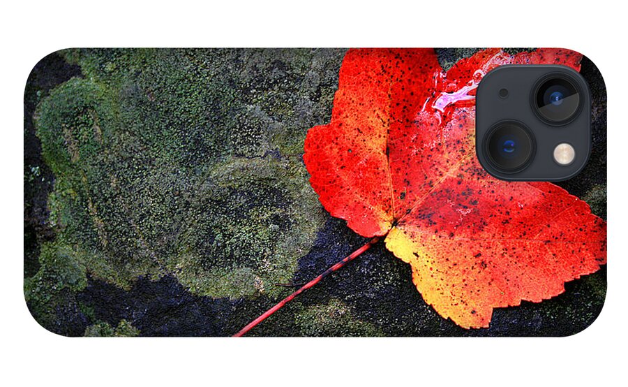 Leaf iPhone 13 Case featuring the photograph Leaf by David Pratt