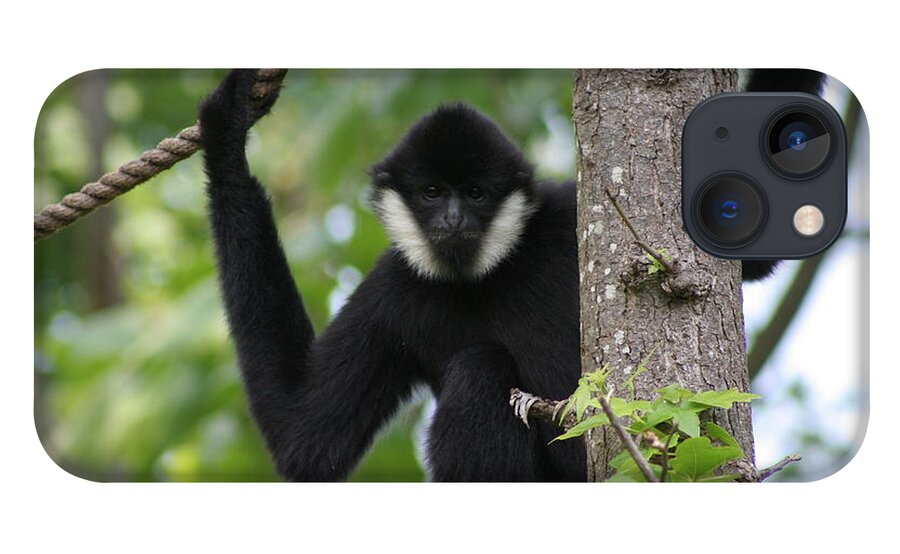 Gibbon iPhone 13 Case featuring the photograph Male White Cheeked Gibbon by Valerie Collins