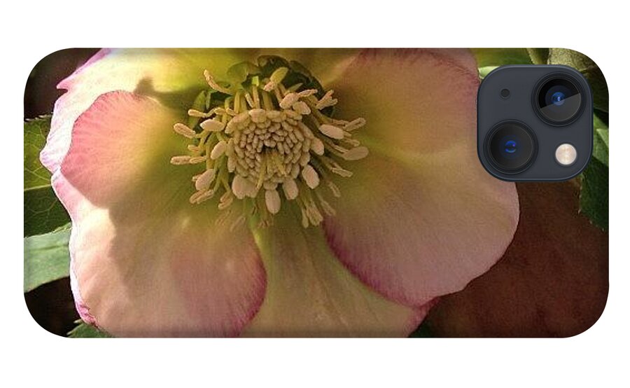 Beautiful iPhone 13 Case featuring the photograph #lentenrose #helebore #spring #flower by Teresa Mucha