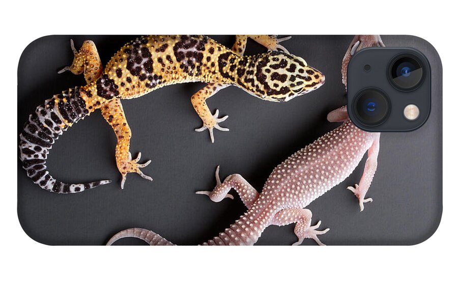 Common Leopard Gecko iPhone 13 Case featuring the photograph Leopard Gecko E. Macularius Collection by David Kenny