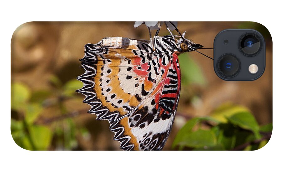Scenic iPhone 13 Case featuring the photograph Leopard Lacewing Butterfly DTHU619 by Gerry Gantt