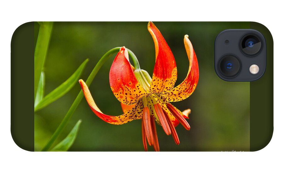 Beauty In Nature iPhone 13 Case featuring the photograph Leopard Lily in Bloom by Jeff Goulden