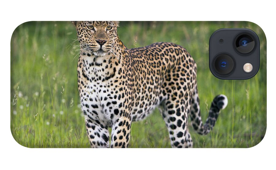 Sergey Gorshkov iPhone 13 Case featuring the photograph Leopard Sabi-sands Game Reserve South by Sergey Gorshkov