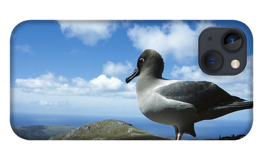 Feb0514 iPhone 13 Case featuring the photograph Light-mantled Albatross Campbell Island by Tui De Roy