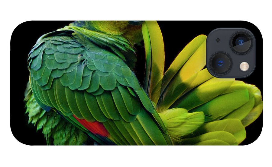 Animal Themes iPhone 13 Case featuring the photograph Lilacine Amazon Parrot Isolated On by Photo By Steve Wilson