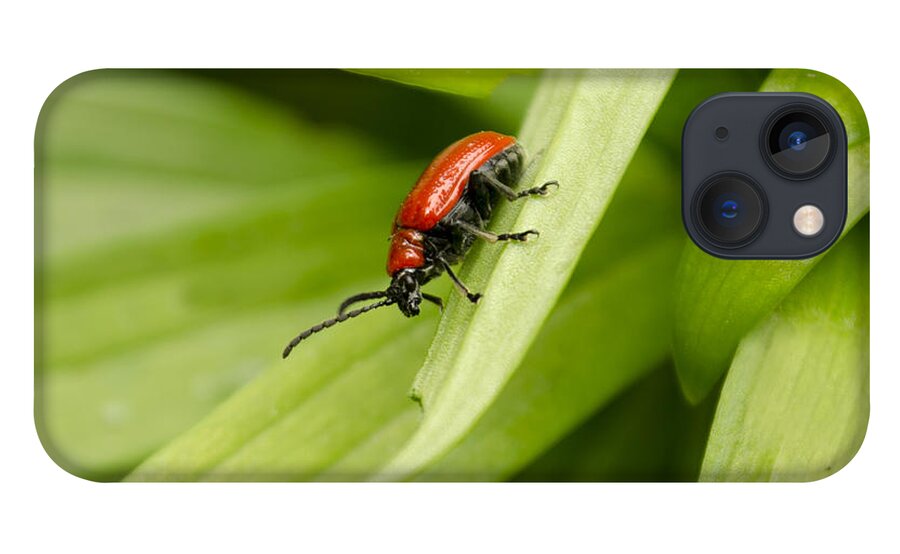 Lily Beetle iPhone 13 Case featuring the photograph Lily Beetle by Spikey Mouse Photography