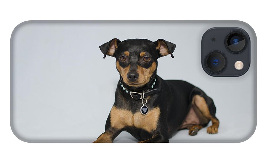 Dog Portrait iPhone 13 Case featuring the photograph Lily3 by Irina ArchAngelSkaya