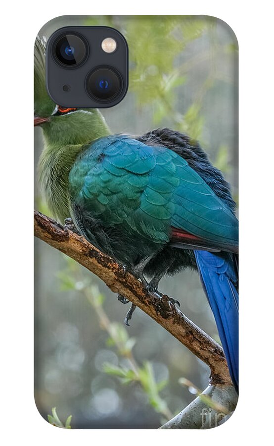 Al Andersen iPhone 13 Case featuring the photograph Livingstone's Turaco by Al Andersen