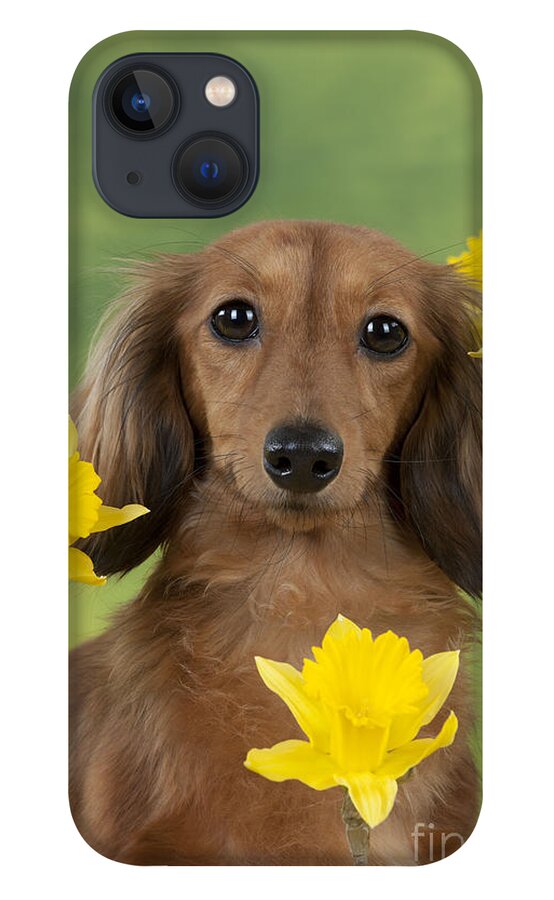 Dachshund iPhone 13 Case featuring the photograph Long-haired Dachshund by John Daniels