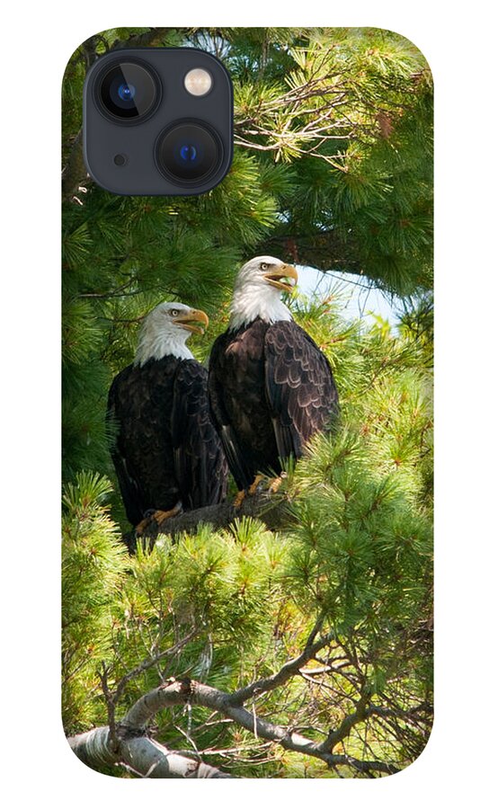 Bald Eagle iPhone 13 Case featuring the photograph Look Over There by Brenda Jacobs