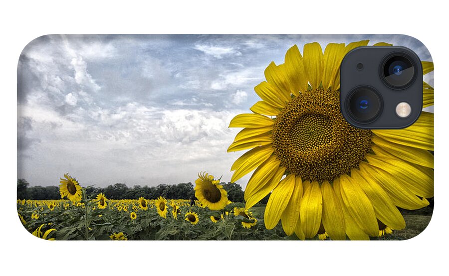 Helianthus Annuus iPhone 13 Case featuring the photograph Looking at the Sun by Robert Fawcett