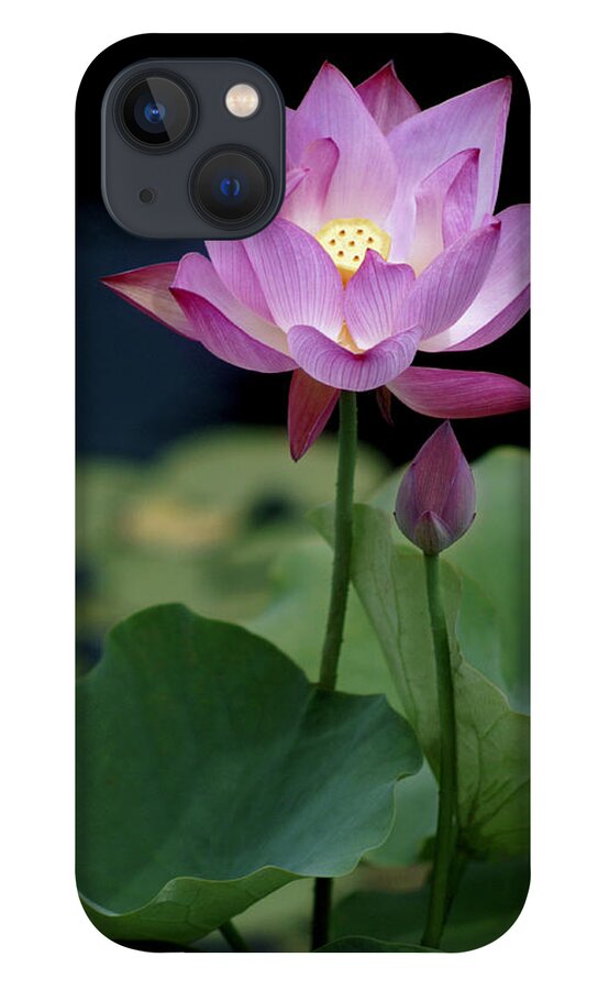 Lotus Blossom iPhone 13 Case featuring the photograph Lotus Blossom by Penny Lisowski
