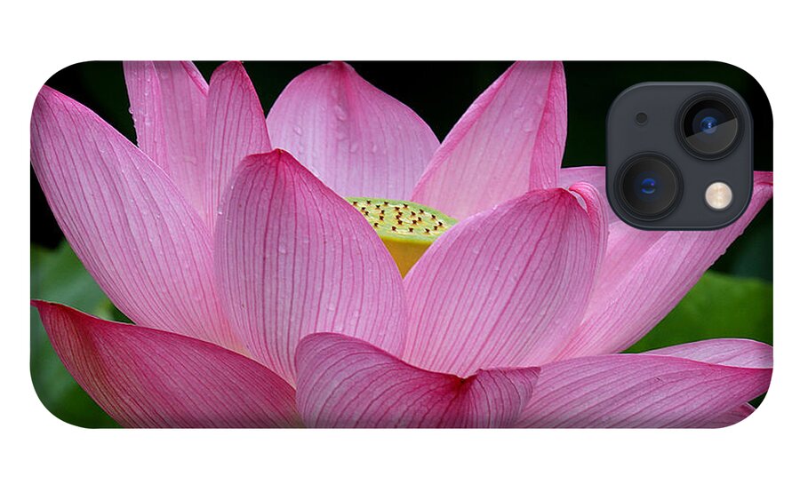Nature iPhone 13 Case featuring the photograph Lotus-Center of Being iii DL033 by Gerry Gantt