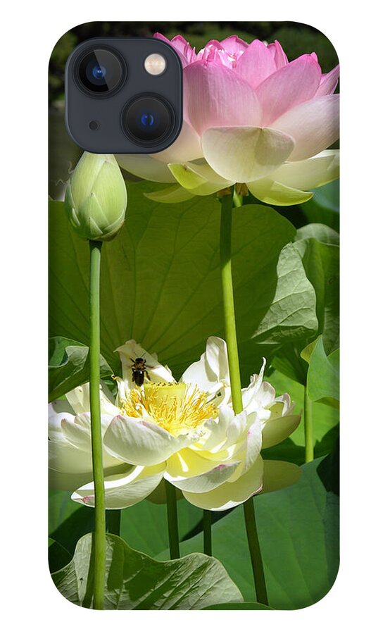 Lotus iPhone 13 Case featuring the photograph Lotus in Bloom by John Lautermilch