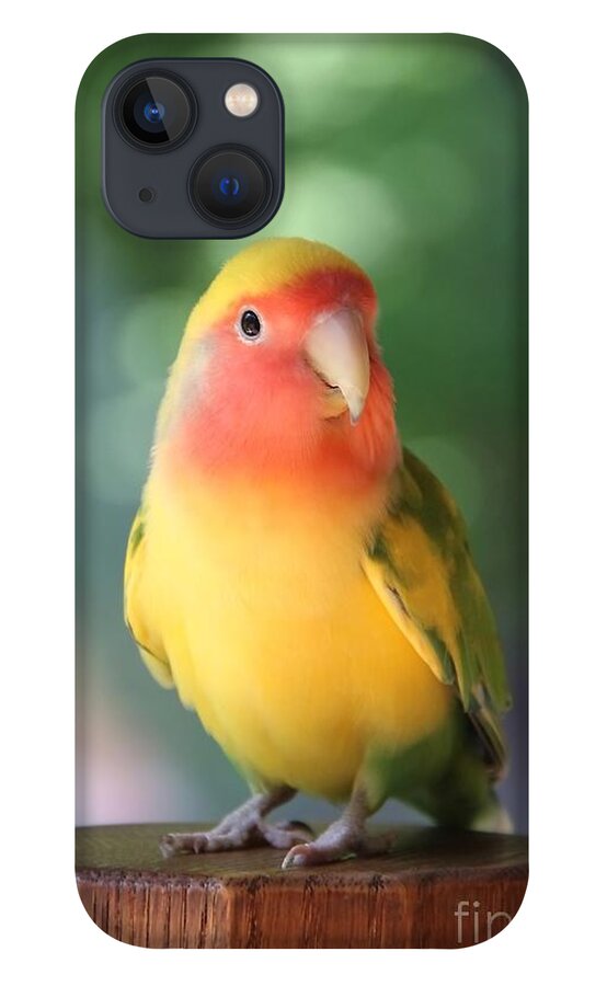 Love Bird iPhone 13 Case featuring the photograph Lovebird on a Pedestal by Andrea Lazar