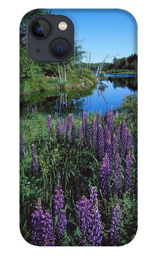 Maine iPhone 13 Case featuring the photograph Lupin and Lake-V by Tom Daniel