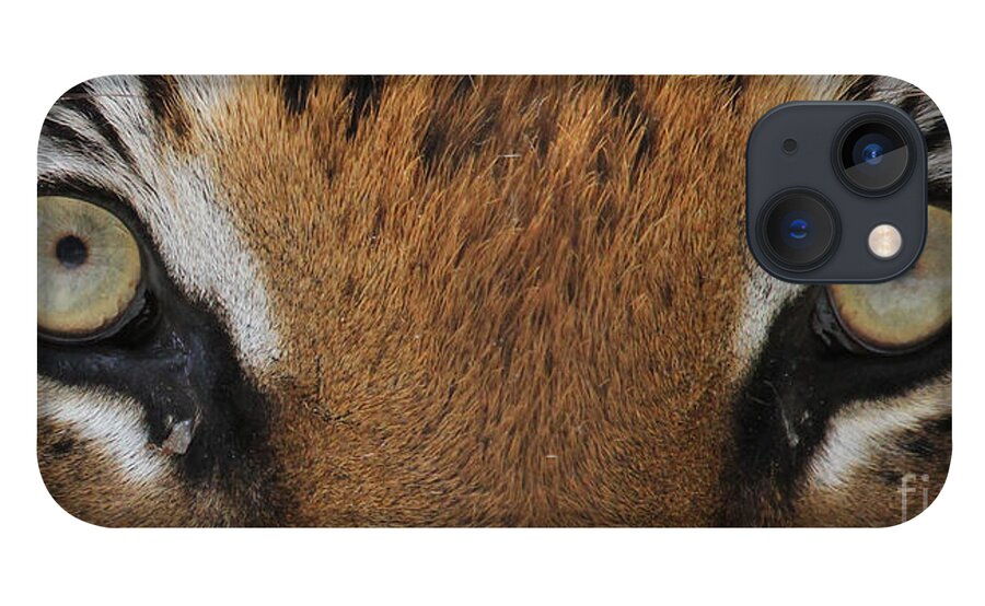 Malayan Tiger iPhone 13 Case featuring the photograph Malayan Tiger Eyes by Meg Rousher
