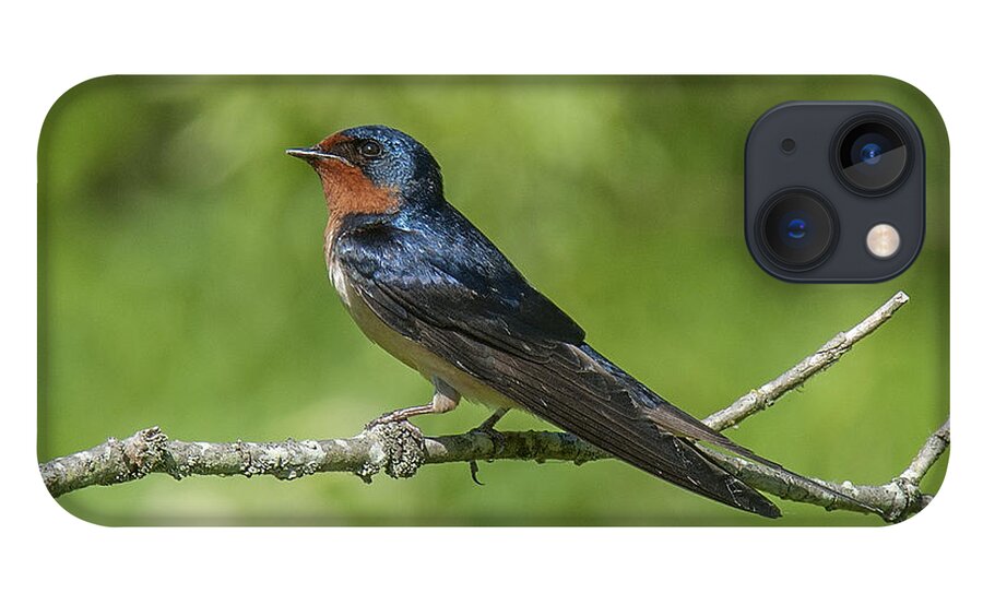 Marsh iPhone 13 Case featuring the photograph Male Barn Swallow Hirundo rustica DSB262 by Gerry Gantt