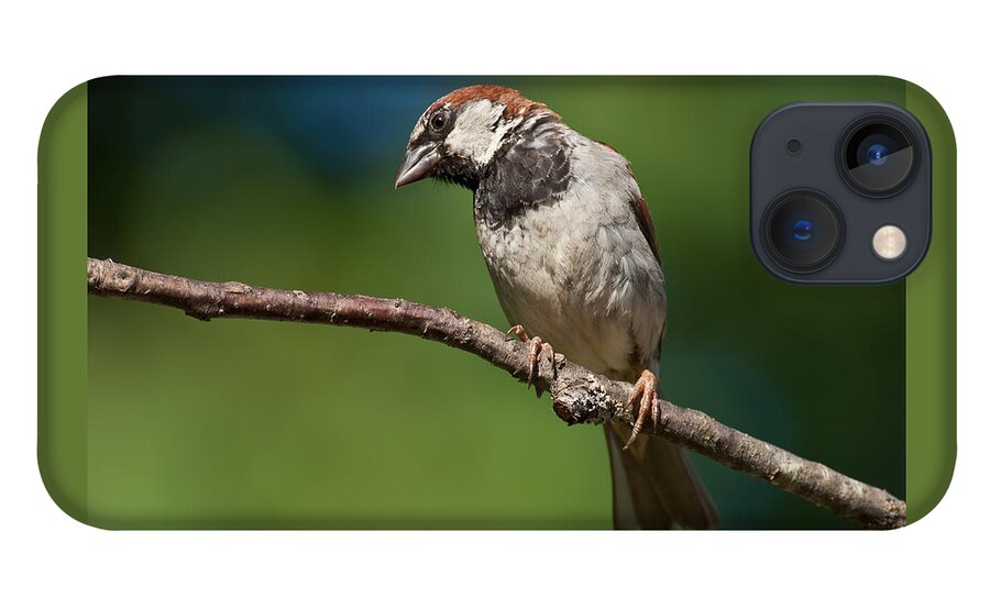 Animal iPhone 13 Case featuring the photograph Male House Sparrow Perched in a Tree by Jeff Goulden
