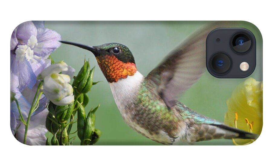Hummingbird iPhone 13 Case featuring the photograph Male Hummingbird by Kathy Baccari