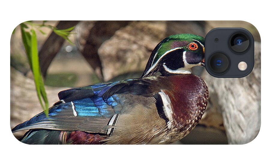 Marsh iPhone 13 Case featuring the photograph Male Wood Duck DWF029 by Gerry Gantt