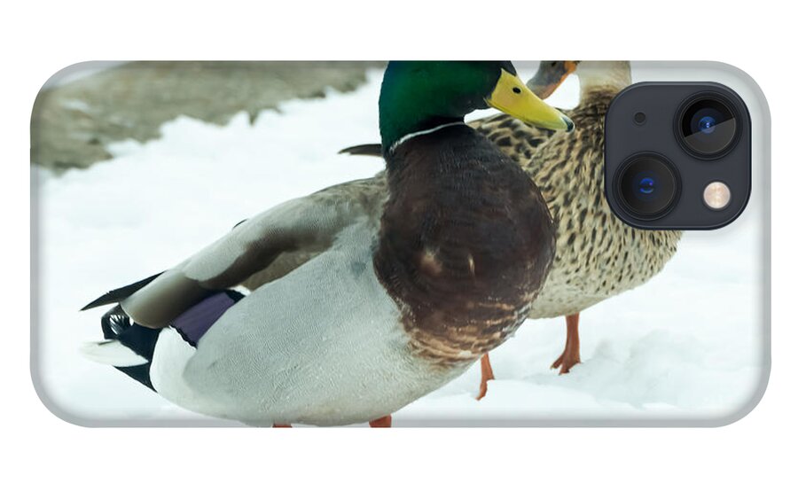 Drake iPhone 13 Case featuring the photograph Mallards in the Snow by Holden The Moment
