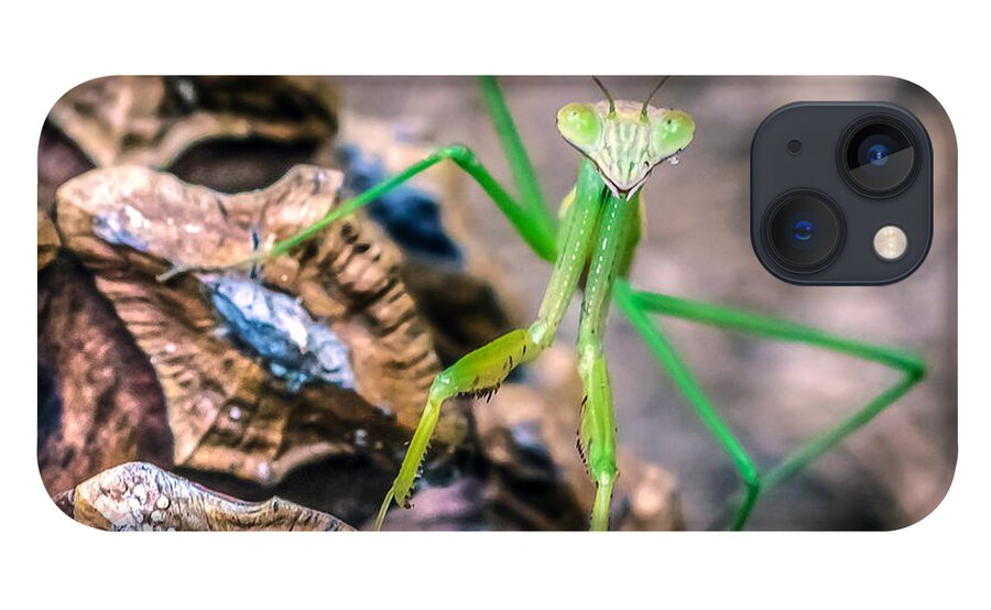Animal iPhone 13 Case featuring the photograph Mantis On A Pine Cone by Traveler's Pics