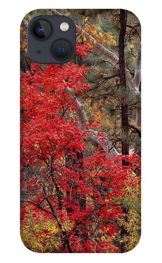 Arizona iPhone 13 Case featuring the photograph Maple Sycamore Pine by Tom Daniel