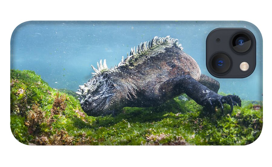 Tui De Roy iPhone 13 Case featuring the photograph Marine Iguana Feeding On Algae Punta by Tui De Roy