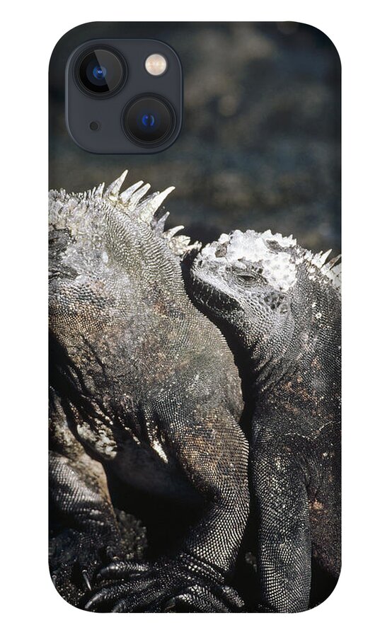 Feb0514 iPhone 13 Case featuring the photograph Marine Iguana Male And Female Galapagos by Tui De Roy