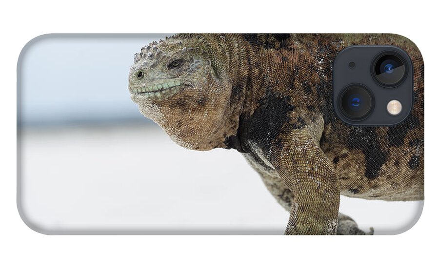 Tui De Roy iPhone 13 Case featuring the photograph Marine Iguana Male Turtle Bay Santa by Tui De Roy