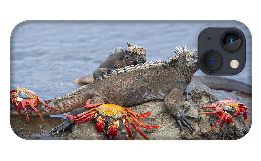 Tui De Roy iPhone 13 Case featuring the photograph Marine Iguana Pair And Sally Lightfoot by Tui De Roy
